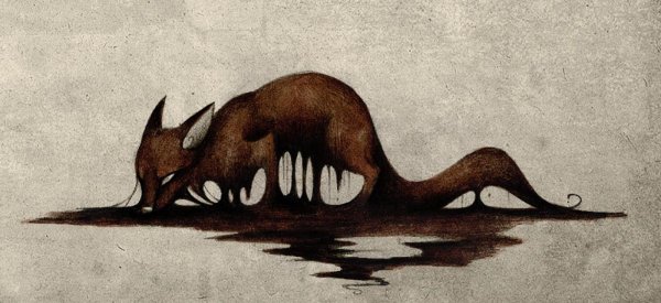 Culpeo Fox череп