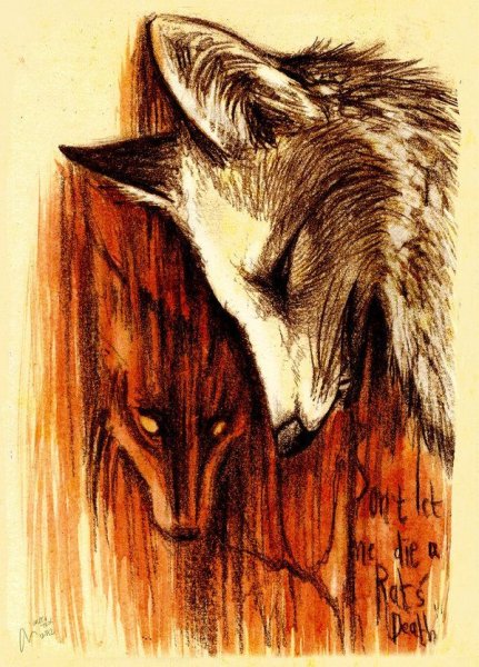 Лисы кульпео Фокс