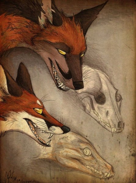 Лисы арт Culpeo Fox