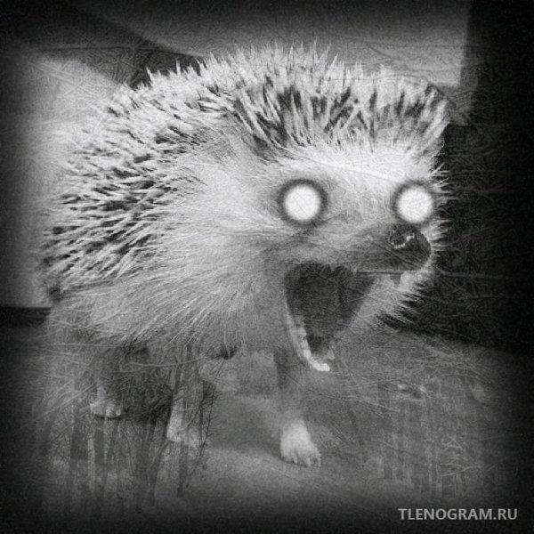 Бешеный Ежик