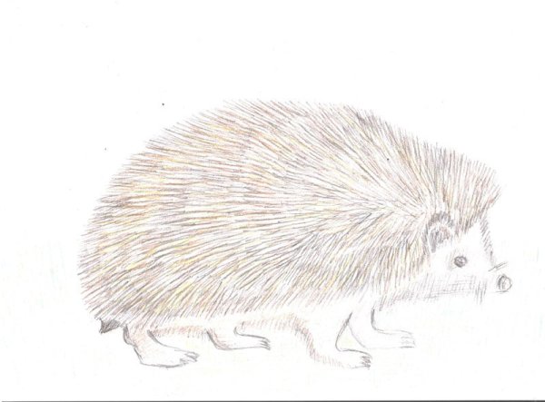 Даурский ёж красная книга рисунок