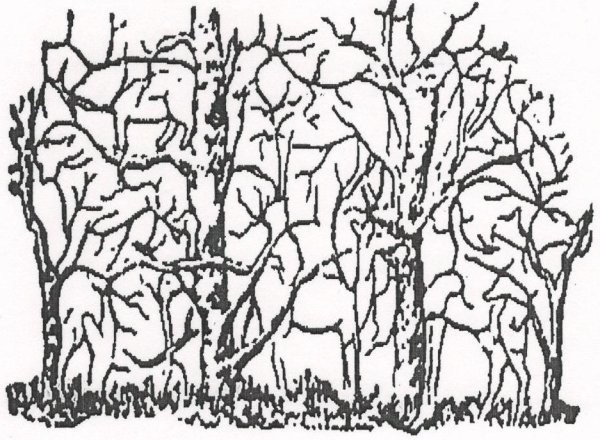 Животные спрятались