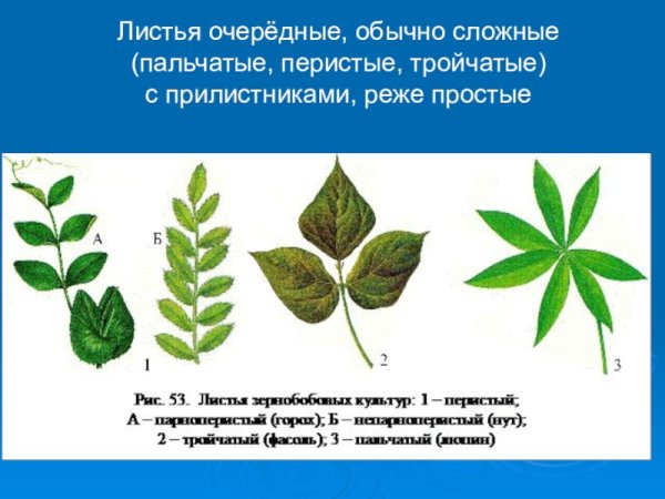 Листья зерновых бобовых культур