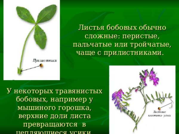 Бобовые семейство прилистники