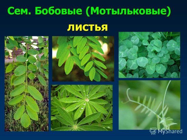 Листья мотыльковых растений