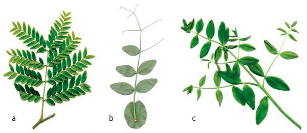 Непарноперистые листья бобовых