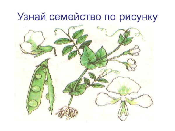 Растения семейства Мотыльковые бобовые