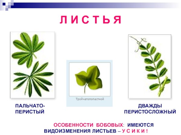 Жилкование листьев семейства бобовые