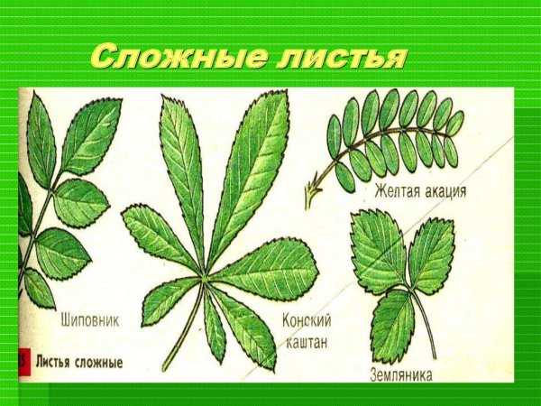 Тройчатый лист гороха