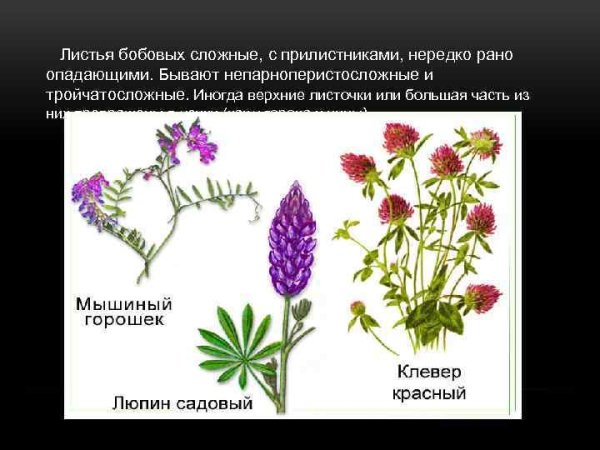 Тройчатые пальчатые и перистые листья