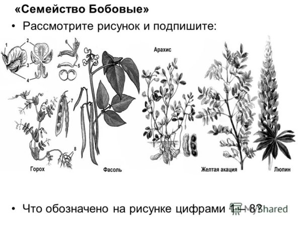Однолисточковый сложный лист