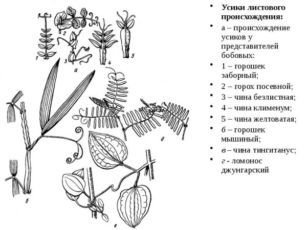 Семейство Мотыльковые бобовые плод