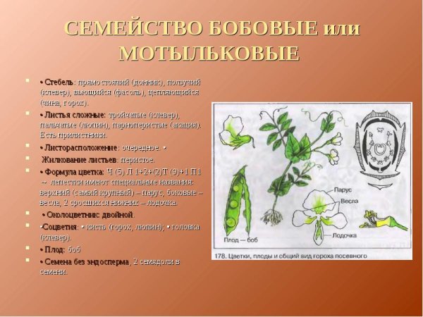 Метаморфозы листа чина Танжерская