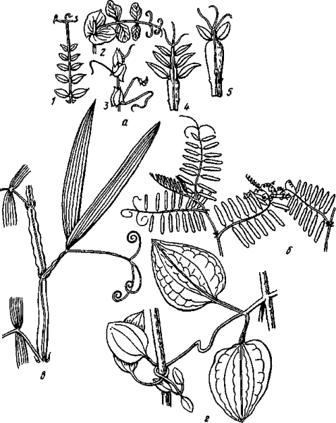 Семейство Мотыльковые диаграмма цветка