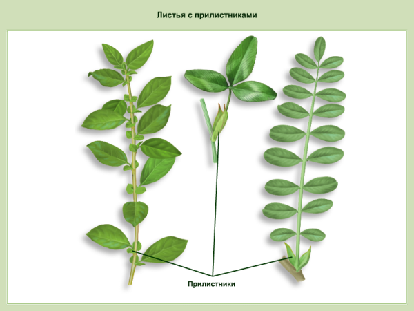 Строение цветка семейство Мотыльковые таблица