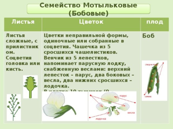 Строение листьев бобовых