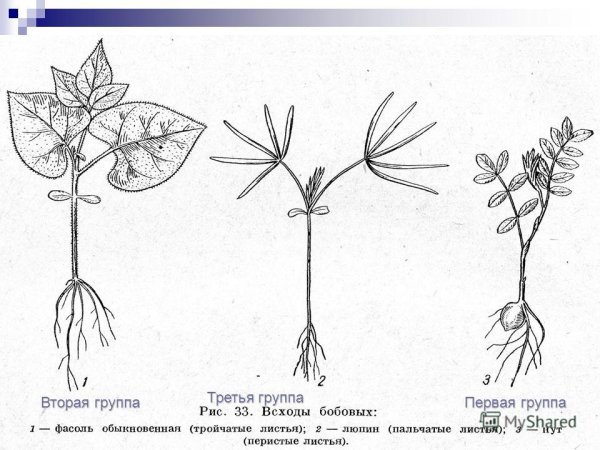 Семейство бобовые горох посевной