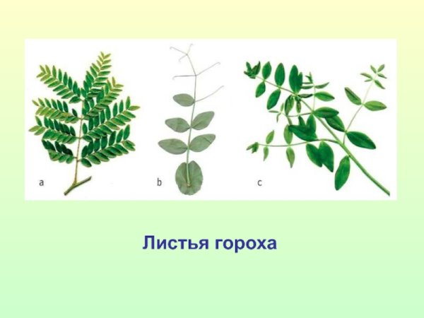 Прилистники гороха посевного