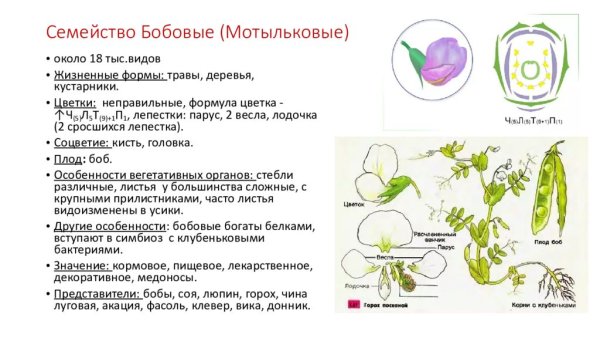 Семейство Мотыльковые строение