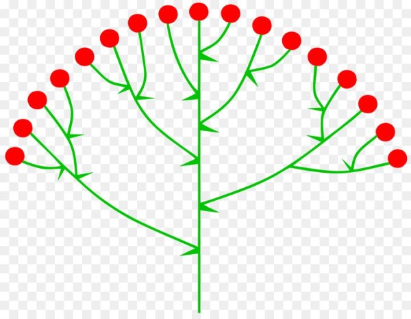 Схема соцветия сложный щиток