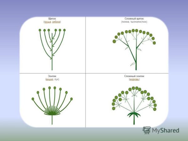 Пижма соцветие сложный щиток