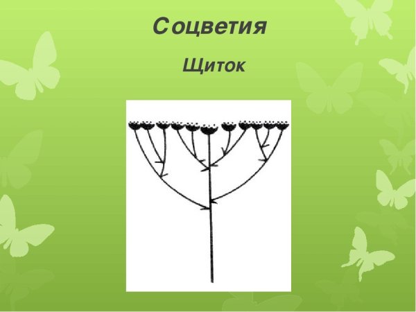 Соцветие щиток примеры