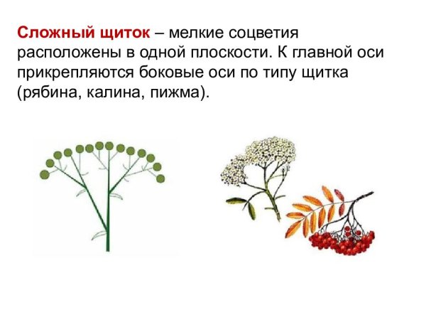 Растения с соцветием сложный щиток