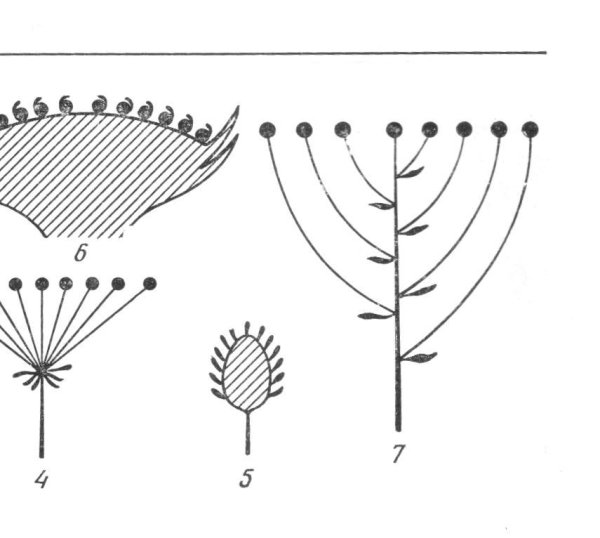 Кистевидная корзинка схема соцветия