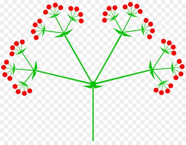 Сложные соцветия сложный зонтик