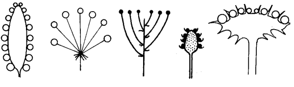 Соцветие щиток схема
