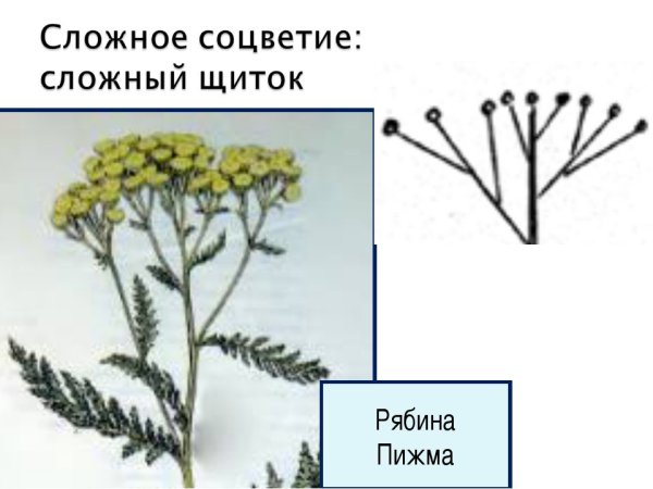 Пижма соцветие сложный щиток