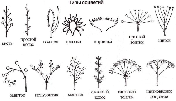 Щитковидная метелка соцветие