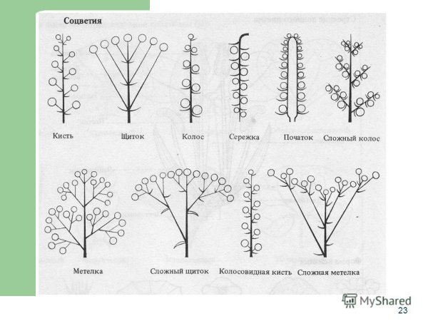 Схема соцветия сложный щиток