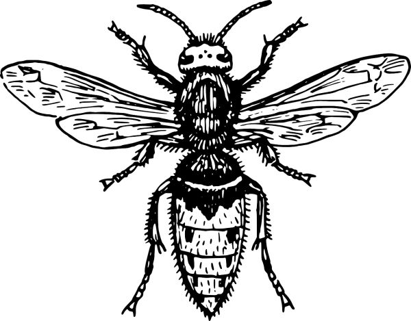 Муха картинка для детей