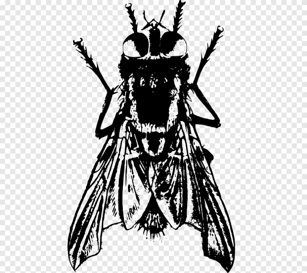 Муха (насекомое)