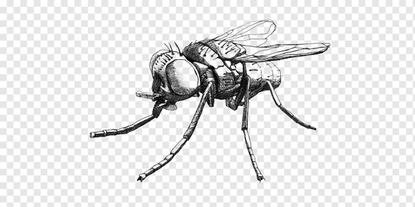 Муха вид сбоку