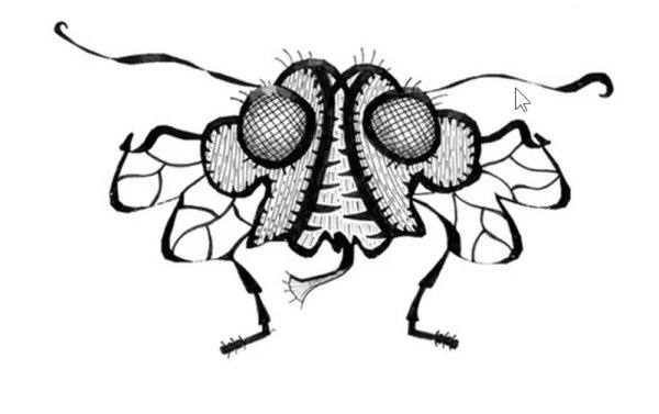 Муха (насекомое)