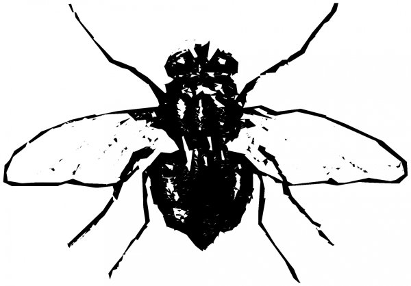 Муха на белом фоне