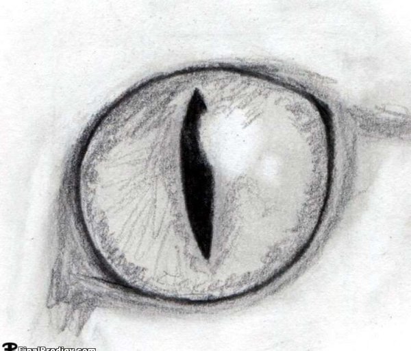 Поликория аномалия глаз