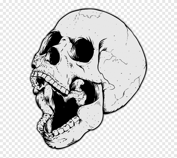 Череп на белом фоне