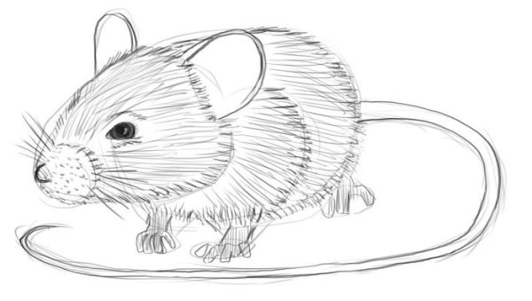 Мышка картинка карандашом