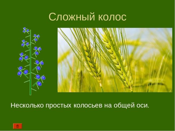Сложные соцветия сложный Колос