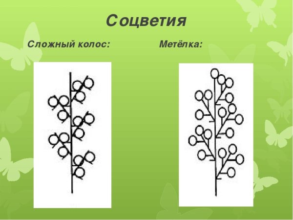 Сложные соцветия метелка и сложный Колос