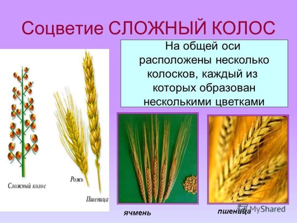 Характеристика соцветия сложный Колос