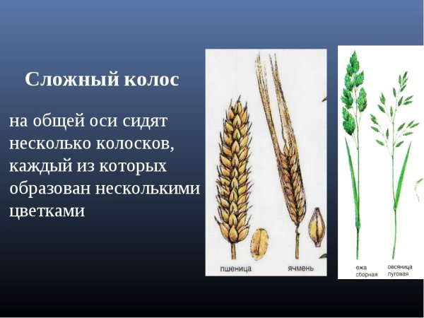 Соцветия Колос это 6 класс биология