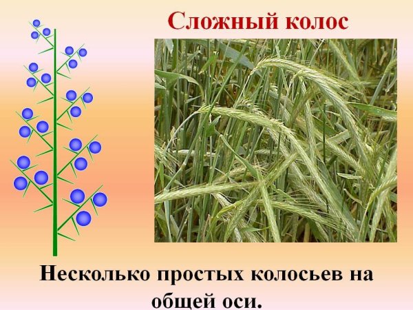 Семейство злаковые соцветие