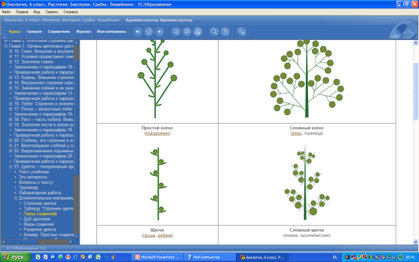 Соцветие простой Колос подорожник