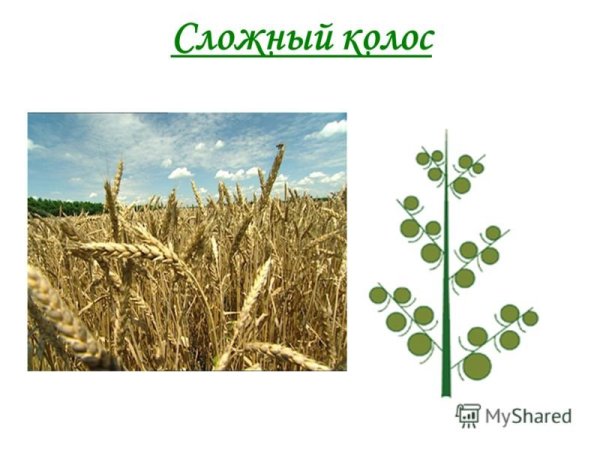 Соцветие сложный Колос рисунок