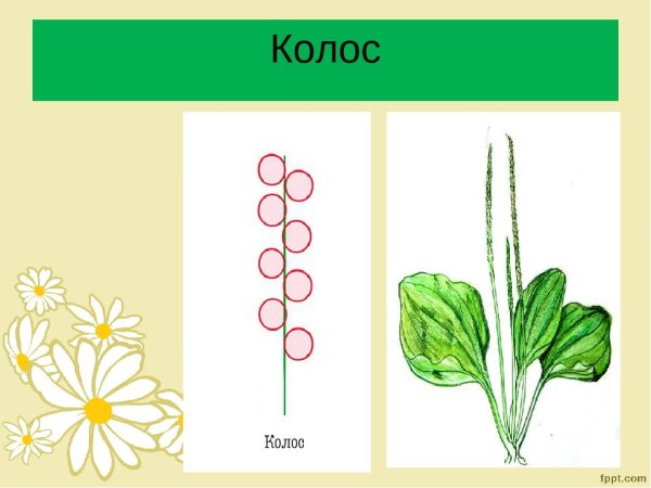 Растения с соцветием сложный Колос