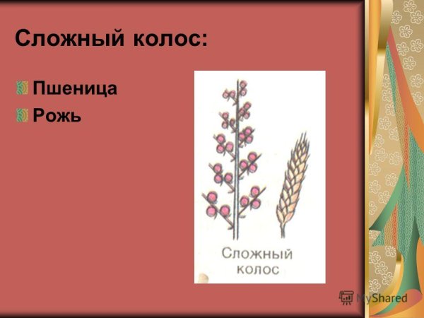 Соцветие метелка злаковые